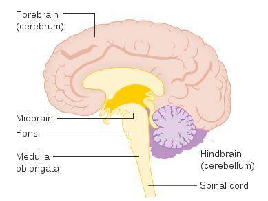 1) which of the following brain regions is indicated by the arrow?  a. amygdala b. hypothalamus c. h