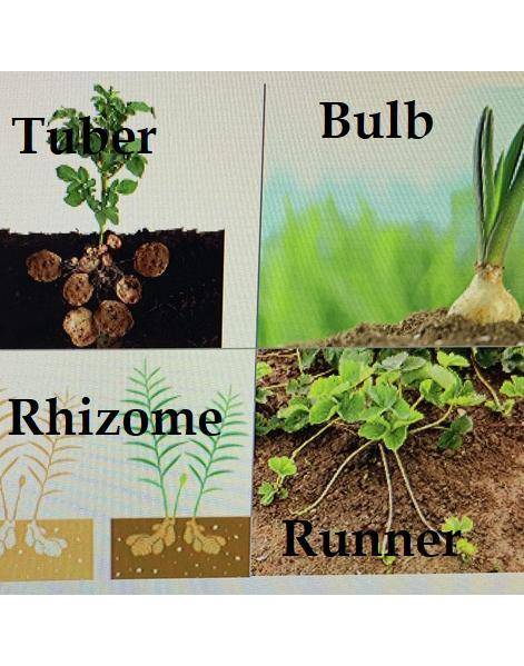 Need  asap  each plant to its stem type.bulbrhizometuberrunner