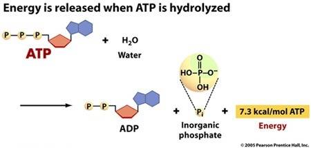 Awater molecule is added to an atp molecule to break atp down into adp and a phosphate group. write