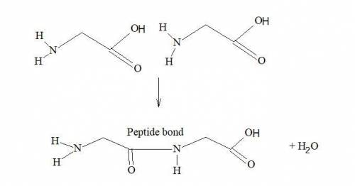 The amide bond between the carboxyl group of one amino acid and the nitrogen group of the next amino