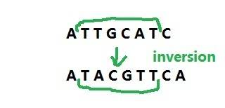 Which mutation does the given change in nucleotide sequence represent?  attgcatc → atacgttca.translo