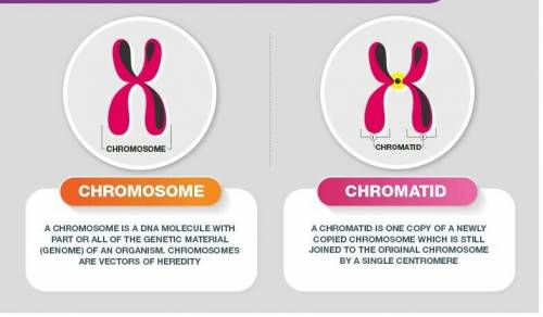 What is the difference between chromosomes and chromated