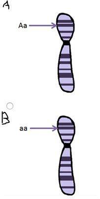 Which diagram shows a homologous chromosome pair that has heterozygous alleles?