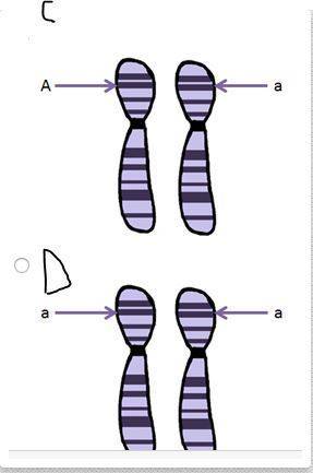 Which diagram shows a homologous chromosome pair that has heterozygous alleles?