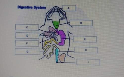 Which term describes letter h in the diagram? a. stomachb. large intestine