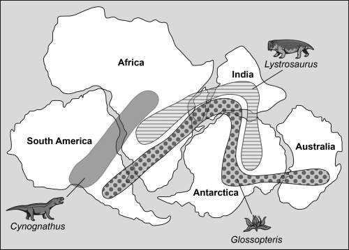 Biogeography is the study of the distribution of species in different regions through the history of