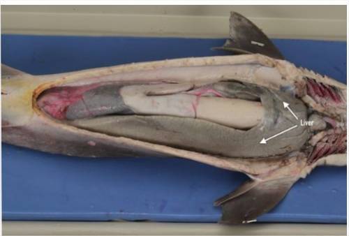How is the inside surface area maximized in each animal dogfish shark?