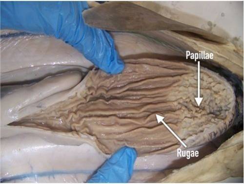How is the inside surface area maximized in each animal dogfish shark?