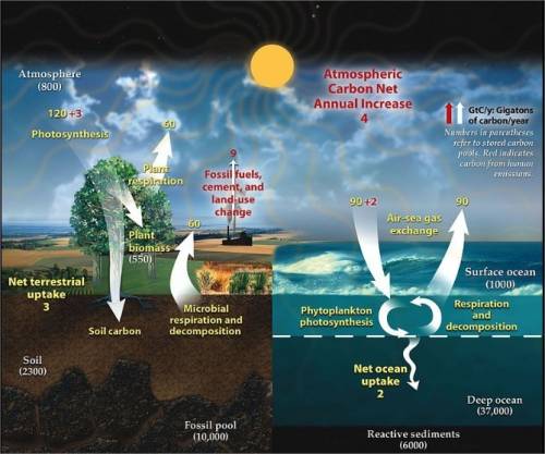 What are the components of the land-based carbon cycle?
