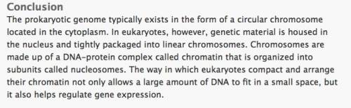 In eukaryotes, replication occurs along  along the chromosome.