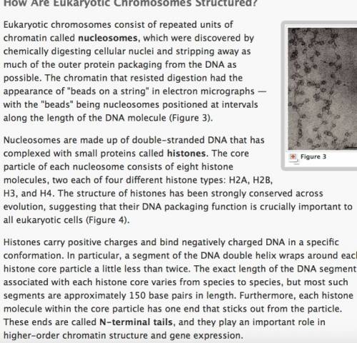 In eukaryotes, replication occurs along  along the chromosome.