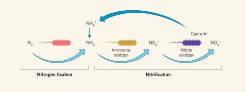 During nitrification,  plants create nitrogen compounds nitrogen is added to the atmosphere bacteria
