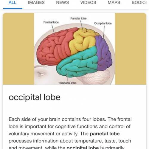 Which lobe of the cerebrum is involved with vision?   a. frontal  b. occipital c. temporal d. insula