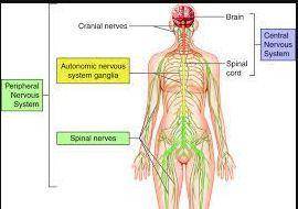 Which of the following are functions of the nervous system?  check all that apply. the nervous syste