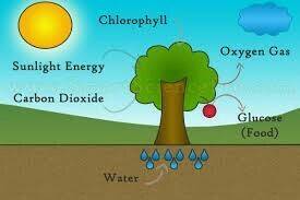 Describe the process of photosynthesis and cellular respiration (not too long)