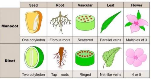 How are monocots and dicots different?