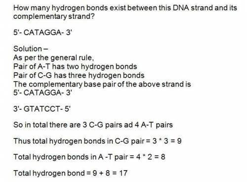 How many hydrogen bonds exist between this dna strand and its complementary strand?