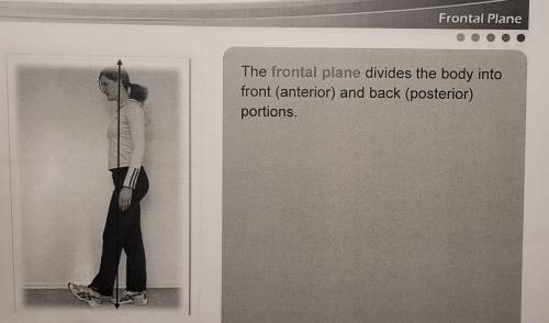 the  or frontal plane divides the body into anterior and posterior portions