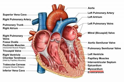 The myocardium is the a. delicate lining of the atria. b. smooth lining of ventricles. c. inner lini