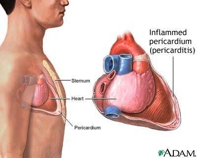 What is the role of the pericardial muscles?