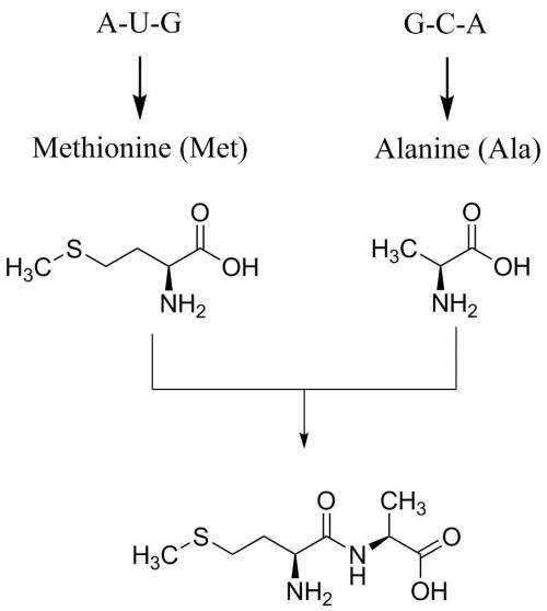Using the chart, translate the mrna into amino acids. (amino acids abbreviations plz)