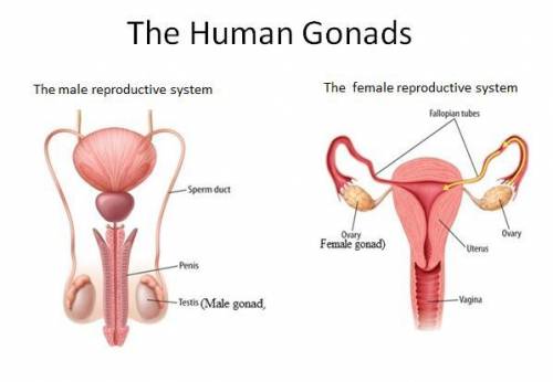 In my research, i found that the levels of gonadotropins in the body are critical to understanding