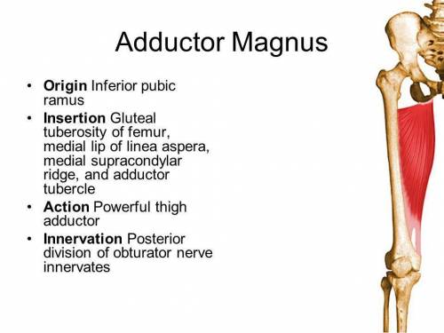 Explain why anatomists describe the adductor magnus as a muscle composed of two parts:  an adductor