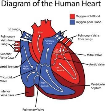 Through which parts of the heart does oxygen poor blood flow