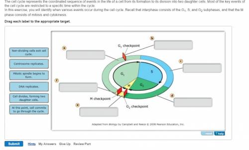 Part b - phases of the cell cycle the cell cycle represents the coordinated sequence of events in th