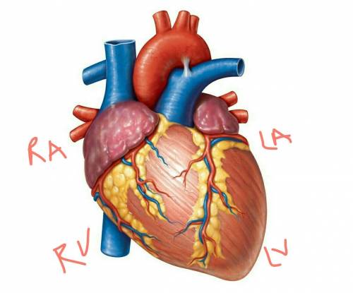 How many chambers are found in the mammalian heart?  list these chambers in the order in which blood