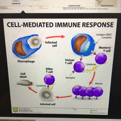 Label the cells and molecules involved in cell mediated immunity drag the appropriate labels to thei