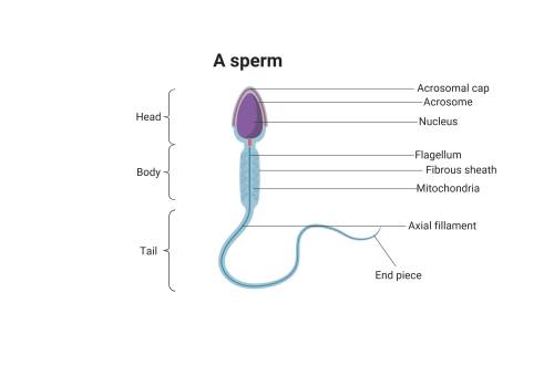 Sperm can survive in the female reproductive tract for up to  a. 2 days b. one week c. 4 months d. 3