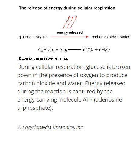 During cellular respiration, food (glucose) molecules are broken down into energy in the form of  a.