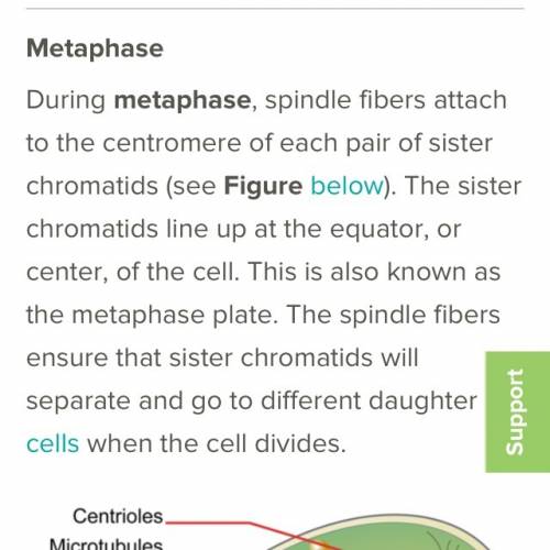 ()sister chromatids line up at the equatorial of the cells ?  a) prophase  b) metaphase  c) anaphase