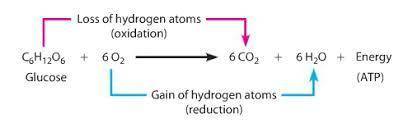Which arrow shows co2 released as a product of cellular respiration?