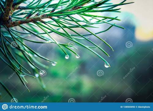 Conifer needles have a. a thick cuticle. b. sunken stomates. c. a reduced surface area. d. all of th