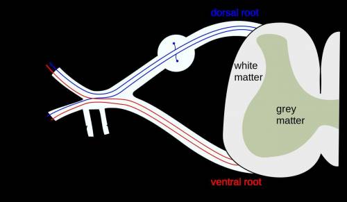 What type of information is communicated through the anterior root of the spinal cord?