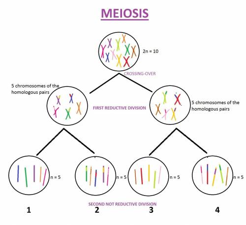 If 2n = 10, how many homologous chromosomes are in each cell at the beginning of prophase ii of meio