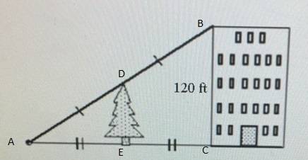 Use information in the diagram to determine the height of the tree. the diagram is not to scale