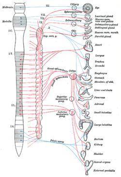 Preganglionic neurons of the sympathetic nervous system are located in the