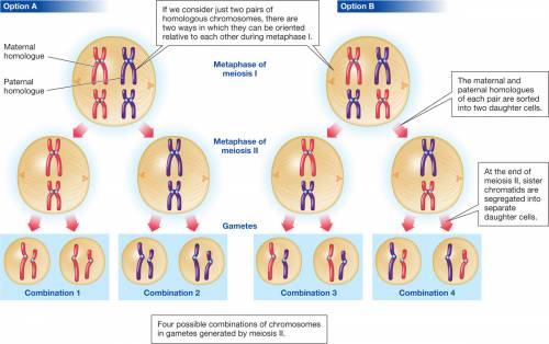 What is a diagram that shows homologous chromosome pairs?
