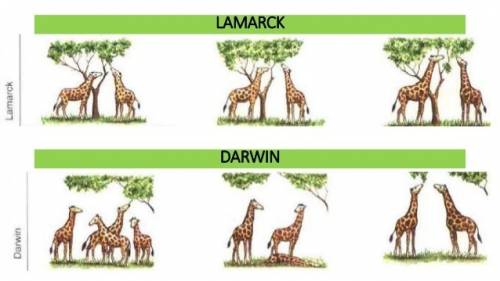 Compare/contrast lamarck's explanation of evolution with darwin's theory of evolution by natural sel