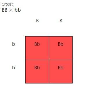Attached is a punnett square showing a cross between two parents. use this information to respond to
