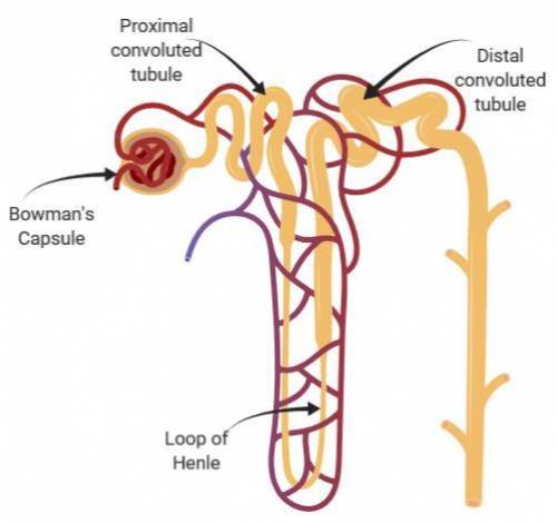Glomerulitis can cause an accumulation of protein in the urine called
