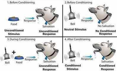 Pavlov's model of classical conditioning was based on the idea that the conditioned stimulus, throug