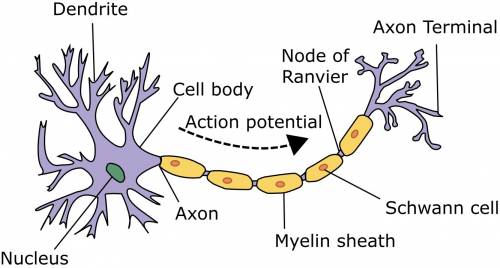 Which is the correct order of the parts of a neuron?  a. synapse, axon, cell body, dendrites b. cell