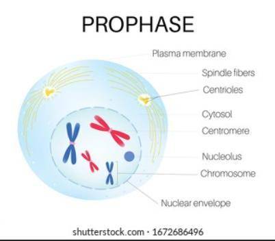 Which of the following events does not occur during prophase?   a.identifiable chromosomes appear.