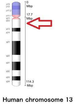 Which of the following codes describes position 12 on the long arm of chromosome 13?  13p12 13q12 12