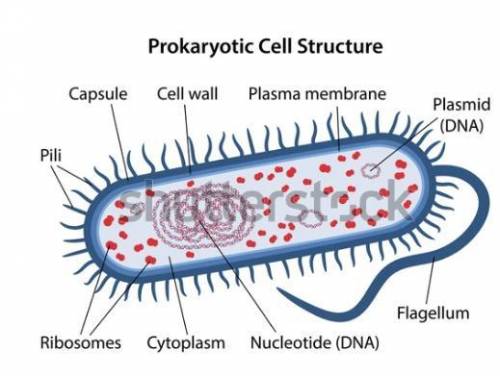 Prokaryotes depend on  to obtain some materials and to get rid of wastes. ribosomes flagella cell di