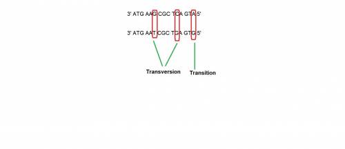 The given dna non‑template sequence (coding sequence) is transcribed from 3' to 5'. use the sequence